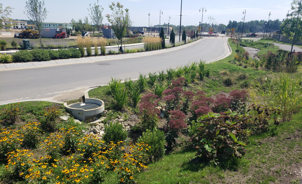 Tuscan Village Raingarden